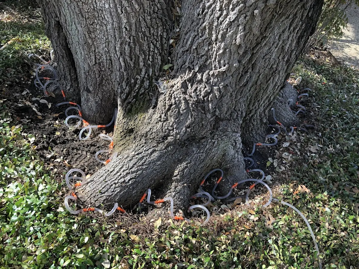 Detailed Tree Cabling and Bracing job site in Glennallen